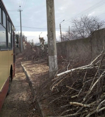 У Чернівцях сквер біля дитячої лікарні пустять на дрова для державних установ