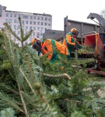 В Києві відкрили пункти утилізації новорічних ялинок. ПЕРЕЛІК