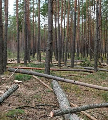 На півночі Рівненщини затримали чоловіків, які рубали ліс