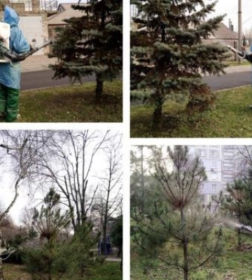 У Запоріжжі сосни та ялинки обробляють спеціальним розчином - фото