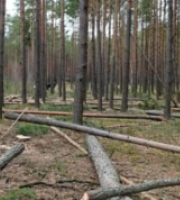 Рубали ліс біля кордону: на півночі Рівненщини спіймали чотирьох чоловіків