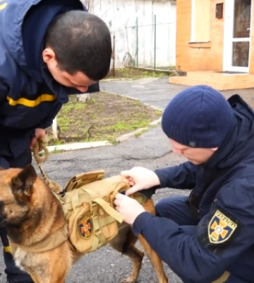 Як пес Майстер допомагає запорізьким рятувальникам шукати вибухівку