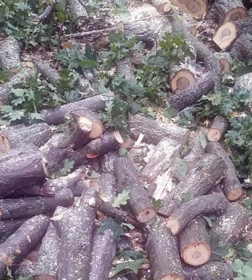 На Полтавщині судитимуть чоловіків, що незаконно спилювали ліси