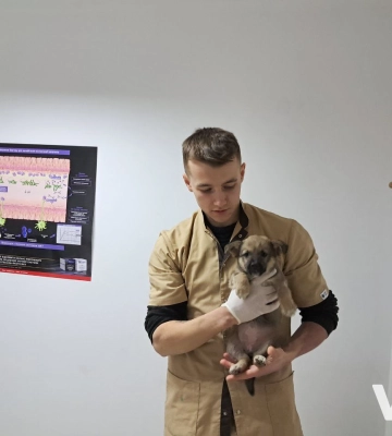 Бахмут. Херсон. Луцьк. Клініка. Єнот: історія про завзятого ветеринара