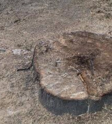 На вирубку дерев у Полтаві цьогоріч планують витратити сім мільйонів