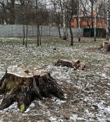 Київзеленбуд зрізав «найстаріші в місті» сосни біля метро «Житомирська»