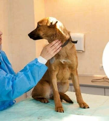 Притулок для тварин ЛКП &quot;Лев&quot; у Львові відновив роботу: графік