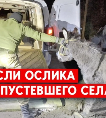 По Донбасу бродять тварини з Ямпільського зоопарку: Вночі волонтери рятували ослицю