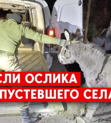 По Донбасу бродять тварини з Ямпільського зоопарку: Вночі волонтери рятували ослицю