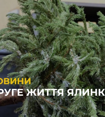 Куди у Львові здавати ялинку на утилізацію? (відео)