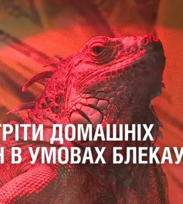 Закарпатські поліцейські спільно з міграційною службою притягнули до відповідальності росіянина, який незаконно проживав в Україн