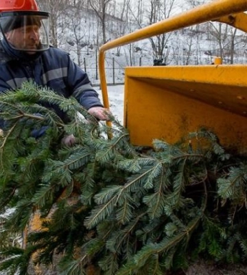Де в Дніпрі можна утилізувати новорічну ялинку: адреси пунктів переробки