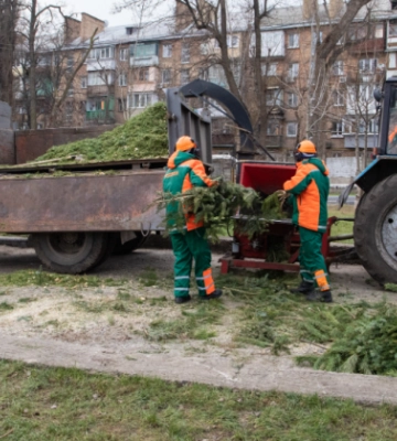 Как долго в Киеве будут работать пункты приема новогодних деревьев