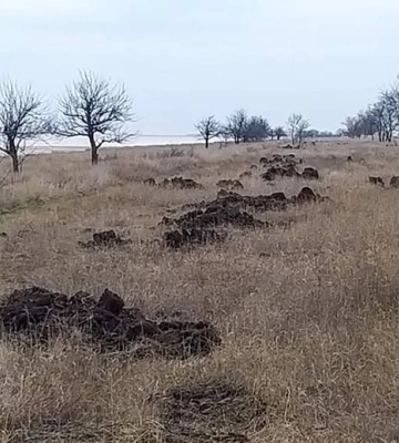 Поліцейські повідомили «чорним лісорубам» про підозру в незаконній вирубці дерев на території Нацпарку «Тузлівські лимани»