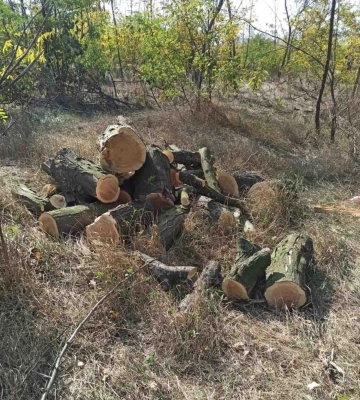 У Білгород-Дністровському районі поліцейські повідомили двом чоловікам про підозру в незаконній порубці дерев