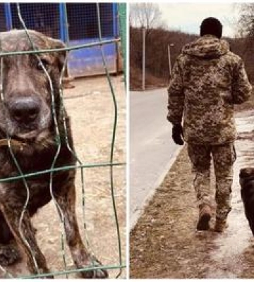 Полтава Великий пес Карат шукає родину