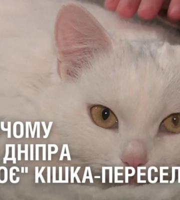 В дитячому центрі Дніпра “працює” кішка-переселенка