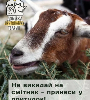 Фантастичні звірі та де їх шукати: у Львові підліток торгував неіснуючими тваринами