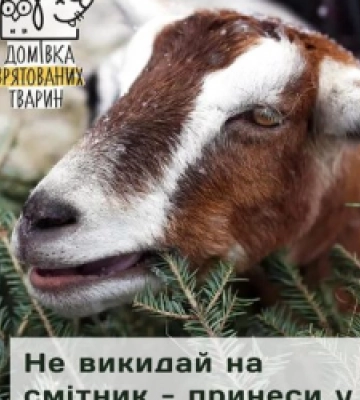 У Львові оголосили акцію «Ялинка для тваринки»: використані хвойні можна принести в Домівку врятованих тварин
