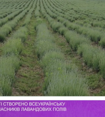 На Закарпатті створено всеукраїнську спільноту власників лавандових полів (відео)