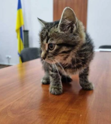 Талисман из-под Бахмута: в Хмельницком горсовете будет жить котенок, которого привез военный