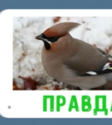 Правда про те, що на вулицях можна побачити «п’яних» омелюхів