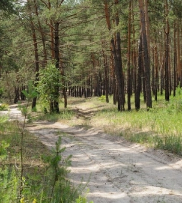На Волині водій скоїв ДТП через п&#039;яну жінку (ФОТО)