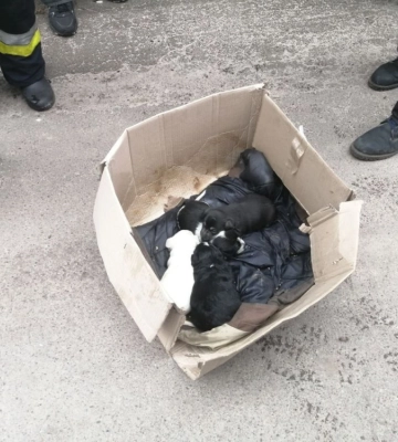 У Борисполі з палаючої квартири врятували чотирьох цуценят (ФОТО)