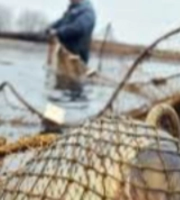 Рибоохоронці задокументували впродовж року понад сотню порушень у Вараському районі