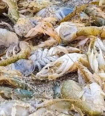 На береги Одещини викинуло 100 тисяч рідкісних морських тварин