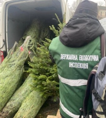 Екологи на Житомирщині виписали шість тисяч гривень штрафів за незаконне зрубування та продаж ялинок