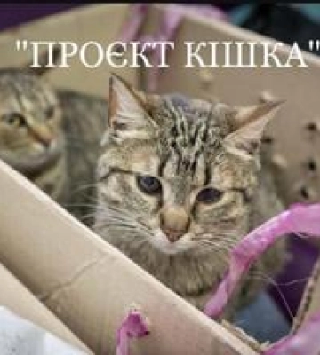 Проєкт Кішка: у Полтаві безкоштовно стерилізуватимуть котів