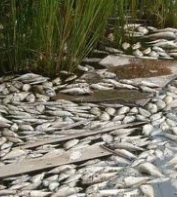 Снижение уровня воды в Каховском водохранилище и массовая гибель рыбы: Госэкоинспекция об опасной ситуации