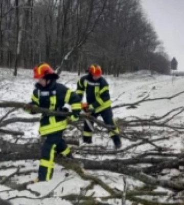 На автодорогу Луцьк – Устилуг впало дерево й ускладнило рух транспорту 