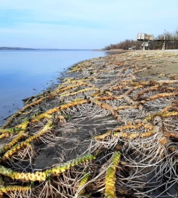 Водойми в Запорізькій області катастрофічно міліють з кожним днем - фото