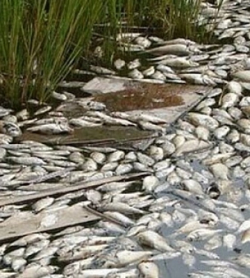 В Днепре возле Каховского водохранилища массово погибает рыба