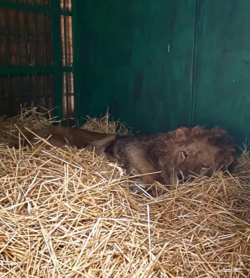 Команда евакуації UAnimals врятувала із Сумщини ще одного лева