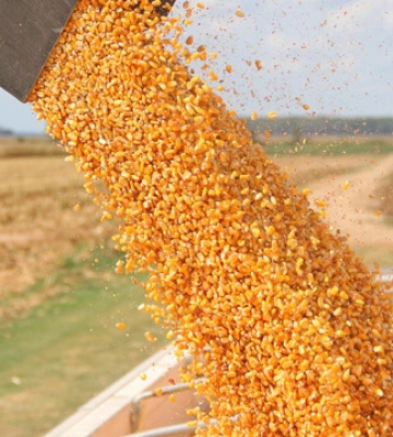 Експорт української кукурудзи може скоротитися на 15% - експерти