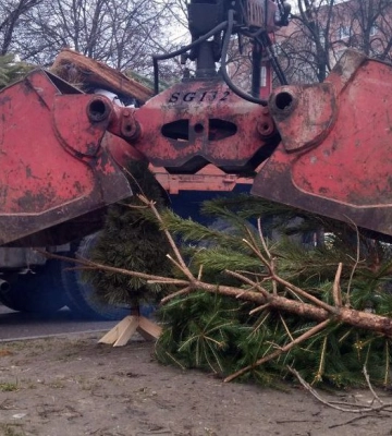 Менше, ніж торік: як у Луцьку збирають та переробляють новорічні ялинки та сосни