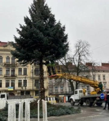 Головну ялинку Львова відправили на утилізацію (ВІДЕО)