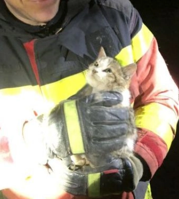 У Запоріжжі бійці ДСНС врятували кошеня - фото