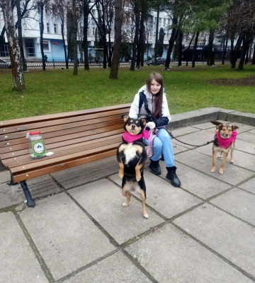 Чотирилапі у хустинках: як у Рівному вигулюють безпритульних песиків (ВІДЕО)