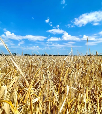 На Харьковщине отменили пропуска для вывоза агропродукции