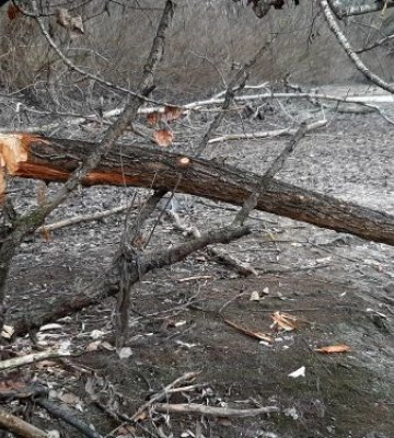 Запорізький біолог знайшов на Хортиці сліди перебування бобрів - фото