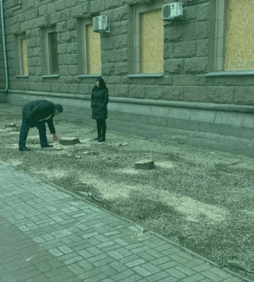 Екологи дали оцінку варварському спилу блакитних ялин біля мерії