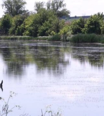 На Кіровоградщині водойми для вилову риби можна брати у використання через аукціони (відео)