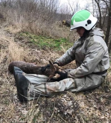 Бійці ДСНС врятували на Київщині поранене оленятко