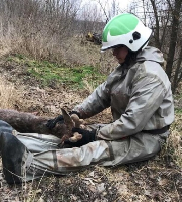 На Київщині рятувальники дістали з озера поранене оленятко