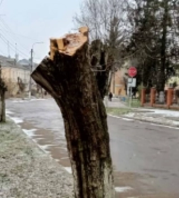 У Здолбунові енергетики жорстоко кронували дерева, тепер посадять нові