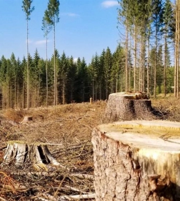На Рівненщині майстра лісу і двох його спільників підозрюють у незаконних порубках дерев на території військового лісгоспу 